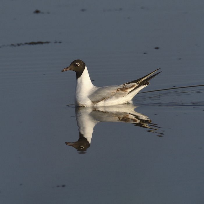 Mouette Rieuse